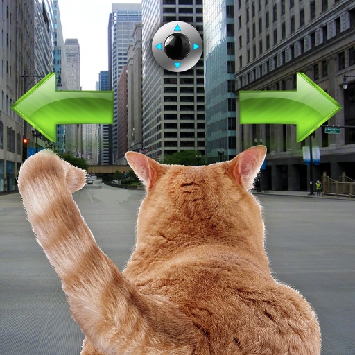 Cat In City Go Simulator