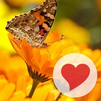 650 Photos pour PC
