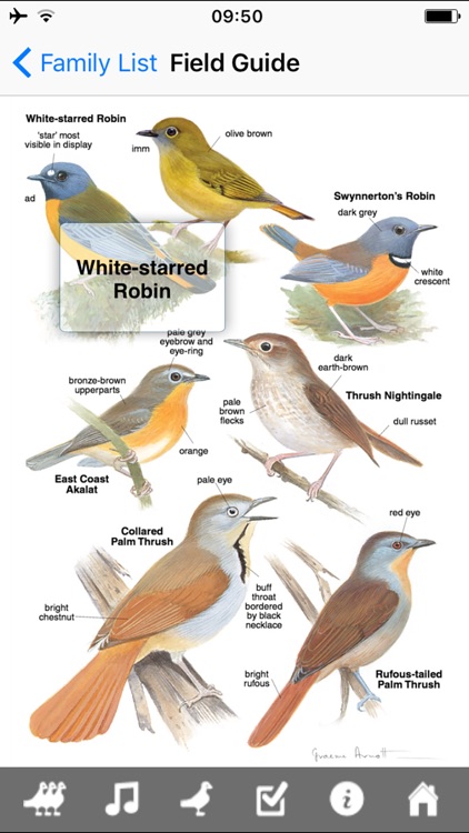 Roberts VII Multimedia Birds of Southern Africa