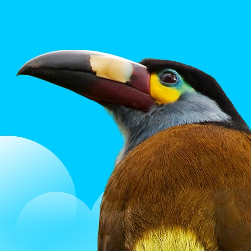 Birds Of Ecuador