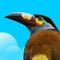 WorldWildZoom - Wildlife Photo Guides presents this innovative series of field-guides for the Birds of the Tropical Andes (BTA) is the first for this region in iPad format, and an exciting new way to appreciate and learn about Neotropical birds