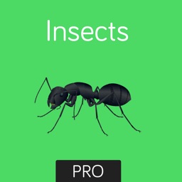 Insects Flashcard for babies and preschool Pro