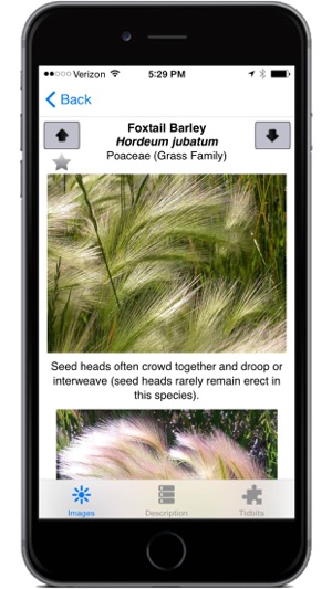 Montana Grasses(圖5)-速報App