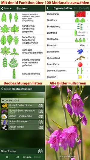 Blütenpflanzen Deutschland Blumen, Sträucher Bäume(圖5)-速報App