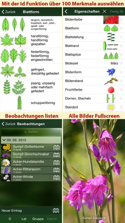 Blütenpflanzen Deutschland Blumen, Sträucher Bäume screenshot-4