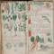 Voynich Manuscript!