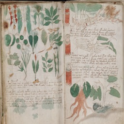 Voynich Manuscript!