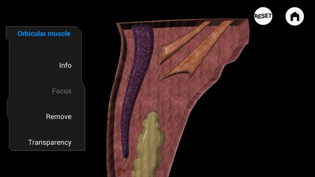 Ophthalmology in Dogs(圖3)-速報App