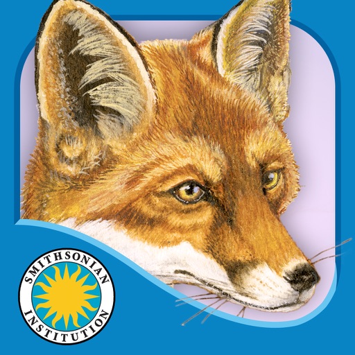 Red Fox at Hickory Lane - Smithsonian's Backyard