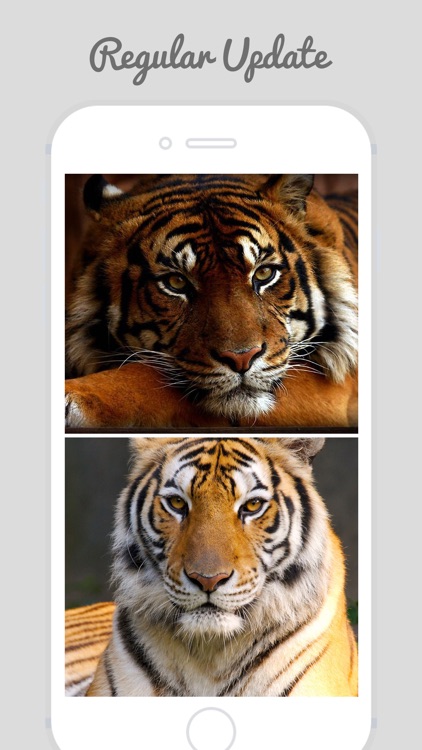 Tiger Wallpapers - Best Animal Background screenshot-3