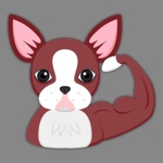 Red Boston Terrier