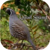Quail Sound – California, Jungle Bush, Bob White