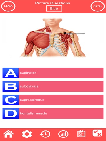 Human Muscular System Quiz screenshot 2