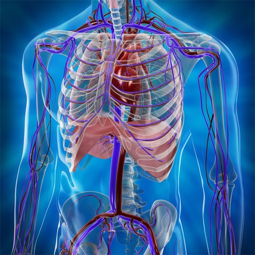 anatomical position muscles