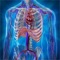Human Anatomy Position & System skeleton and muscles system includes all bones, muscles, cartilages, tendons, ligaments, joints, and other connective tissues
