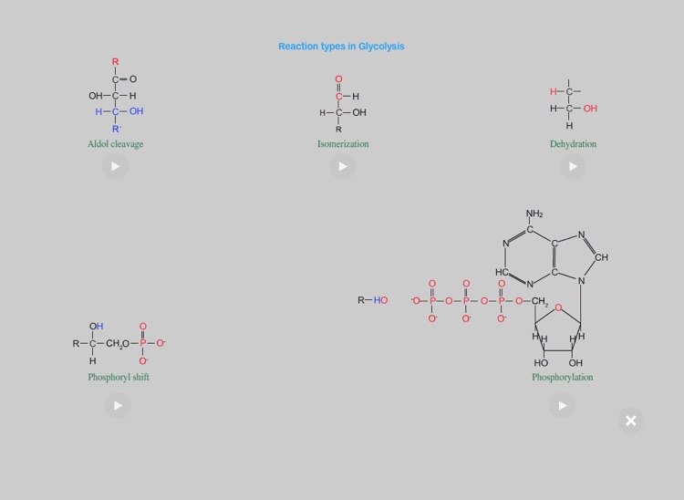 The Glycolysis