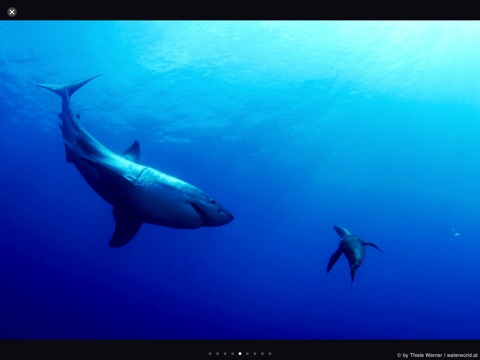 Sharkproject for iPad screenshot 4