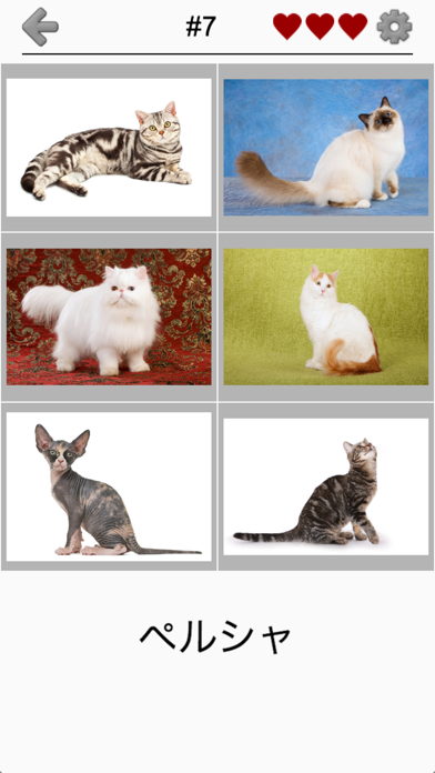 猫の品種: 猫のすべての人気のある品種につ... screenshot1