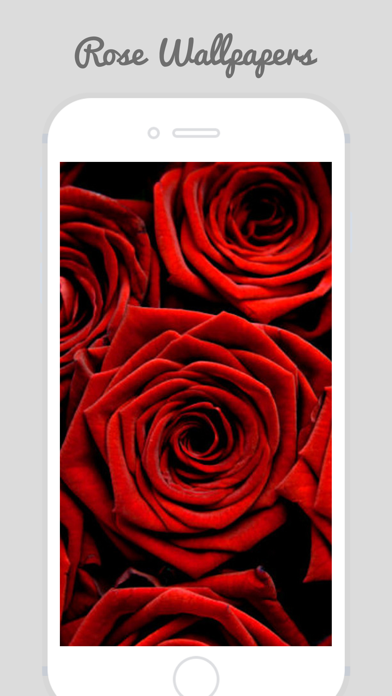 Trendy Roses - Best Collection of Rose Wallpapersのおすすめ画像4