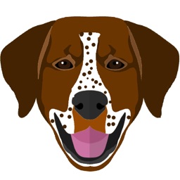 My German Shorthaired Pointer