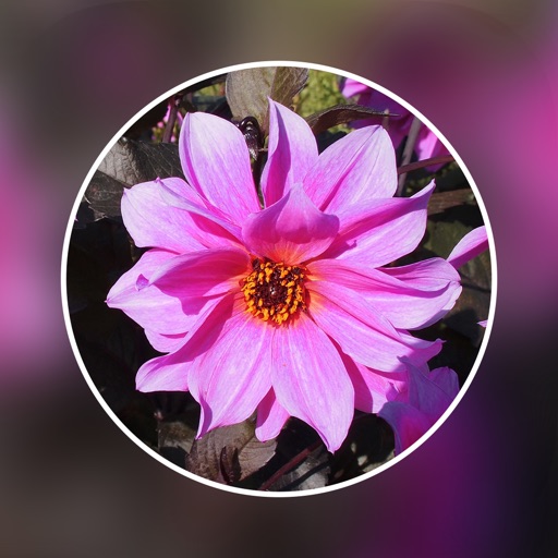 Photo Blur Editor - Picture Touch Blur Effects