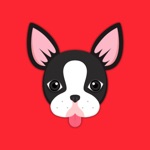 Animated Black Boston Terrier