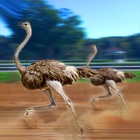 Ostrich Racing 3D Simulator