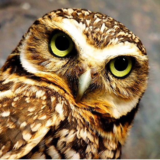 Owls Encyclopedia Plus+ icon