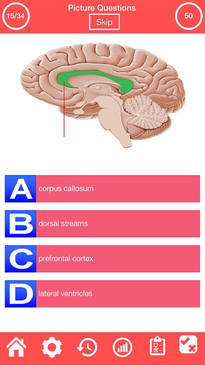 Nervous System Quiz