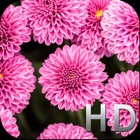 Top 48 Lifestyle Apps Like Pink Flowers HD WallPapers & Background Free - Best Alternatives