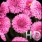 Pink Flowers HD WallPapers is a full featured wallpaper app that features tons of high quality Flowers themes, screens and customisations to help your device look unique