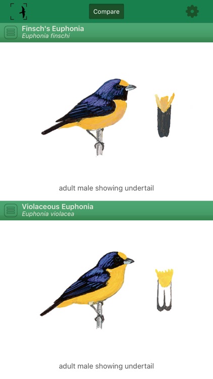 Birds of Brazil