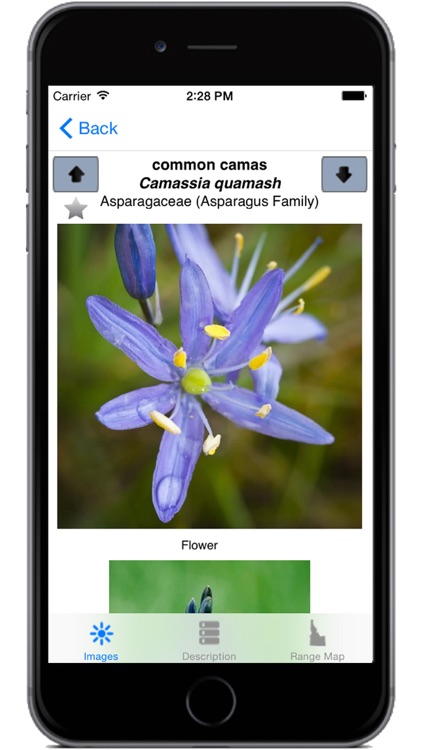 Idaho Wildflowers screenshot-3