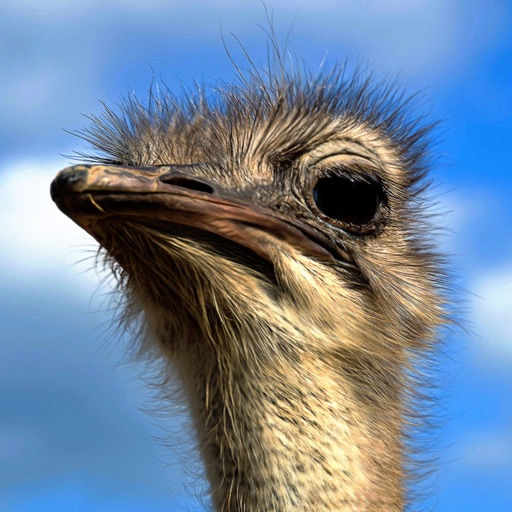 Furious  Ostrich Simulator icon