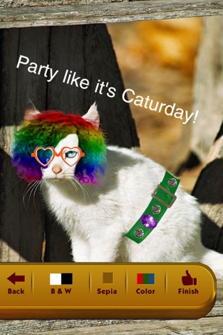 Caturday - Funny Cat Photos screenshot 4