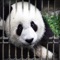 Icon Can You Escape – Baby Panda