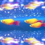 Aquarium Photo Frame - Beautiful Frame Maker