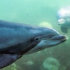 奇妙的朋友萌萌百科动物系列：大海里的小精灵  海豚