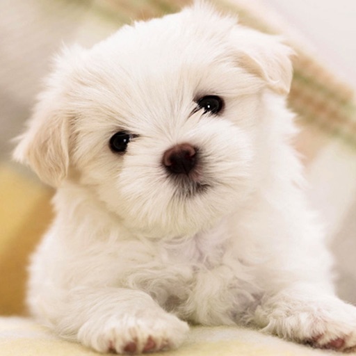 Cute Dog & Puppies Wallpaper | Backgrounds iOS App