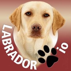 Activities of Labrador io (opoly)