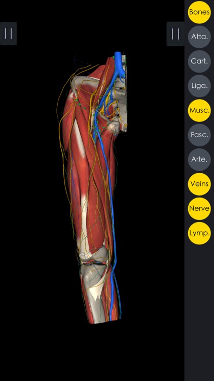 Medsee - 3D Detailed Anatomy