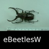 Beetles of the World - Coleoptera - A Beetle App