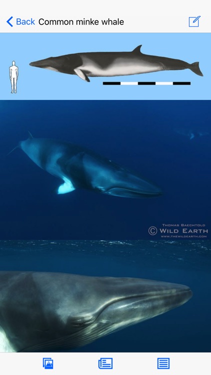 Dolphins and Whales World Sightings Guide