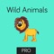 Wild Animals Flashcard for babies and preschoo Pro