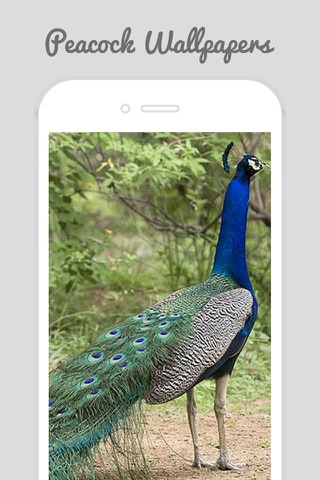 Peacock Wallz - Most Beautiful Peacock Pictures screenshot 3