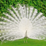 Peacock Wallz - Most Beautiful Peacock Pictures