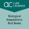 Biological Adaptations: Bird Beaks