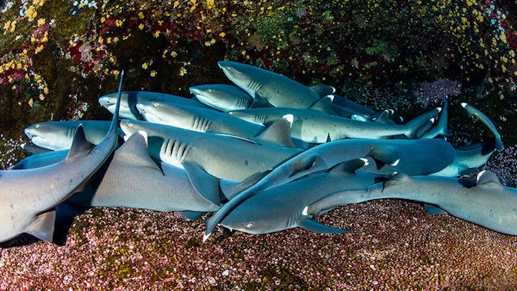 VR Scuba Diving with Google Cardboard Edition