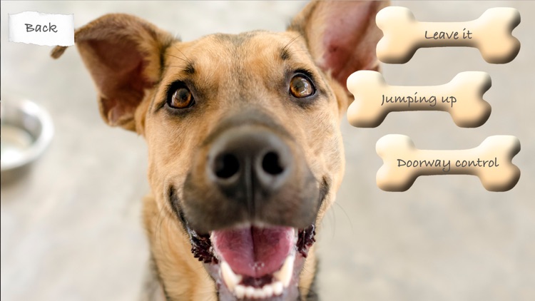 The Friendly Dog Club: The Next Steps