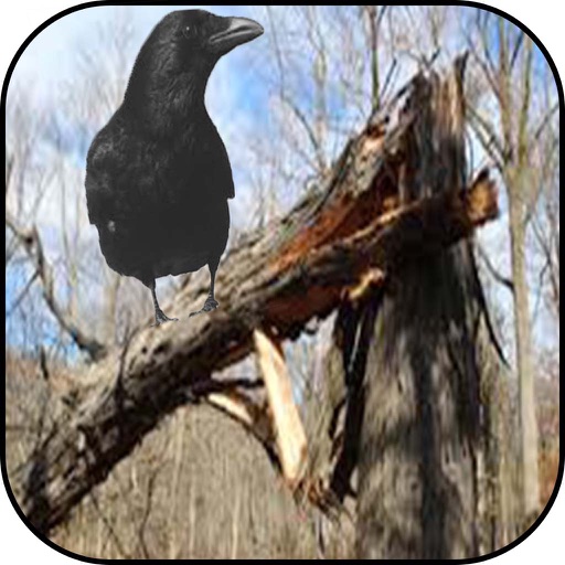 Winter Wild Crow Hunting: Sniper Young Shooter Icon